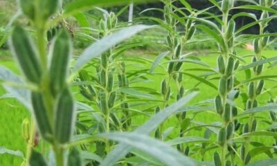 sesame plant