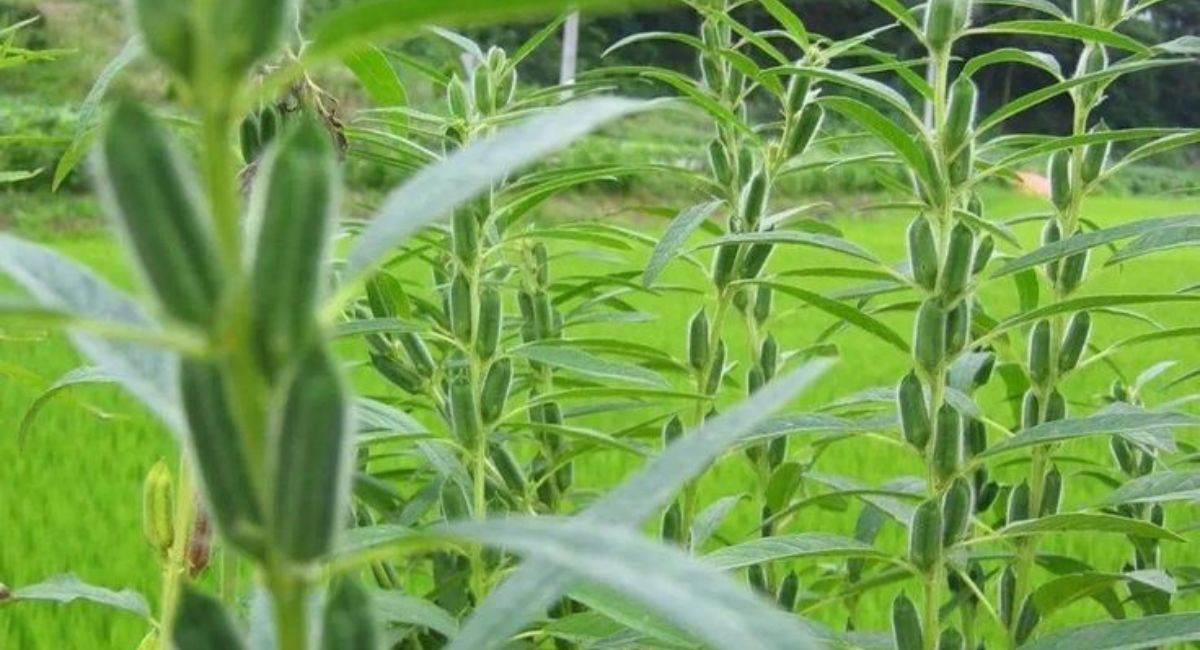 sesame plant