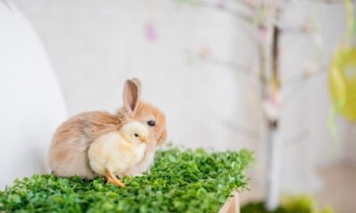 baby rabbit