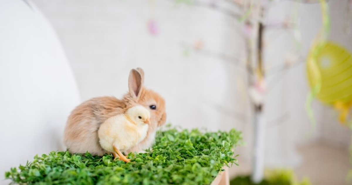 baby rabbit